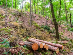 erosionsanfälliger Hang unterhalb des Idaturms