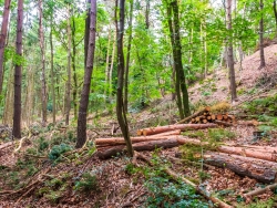 mangelhaftes waldbauliches Konzept