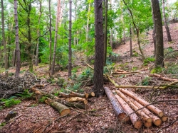 Resultat: ein extrem holzarmer Wald