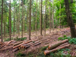 Rückegasse in ungepflegtem Fichtenbestand