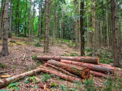 ein Wald wie Kraut und Rüben
