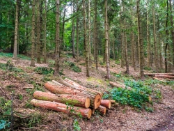 schlecht gepflegter Fichtenforst
