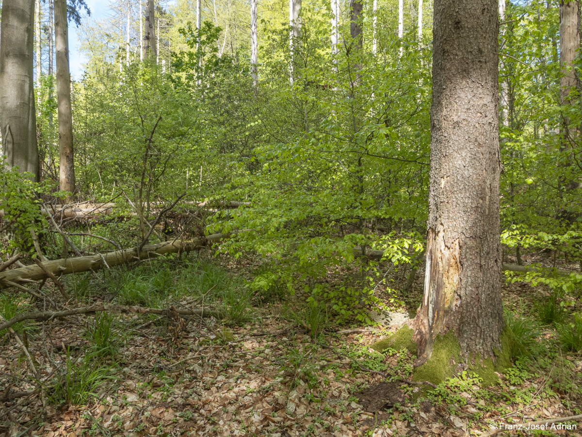 Fichten_Schrabstein-12