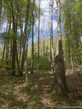 Fichten_Schrabstein-1