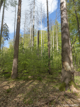 Fichten_Schrabstein-2