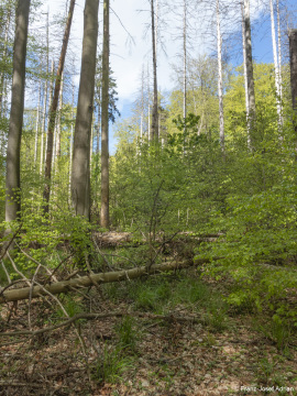 Fichten_Schrabstein-3