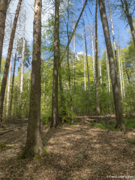 Fichten_Schrabstein-5