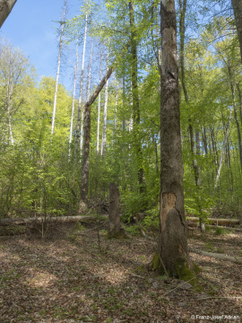 Fichten_Schrabstein-7