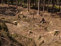 "entfichteter" Waldboden