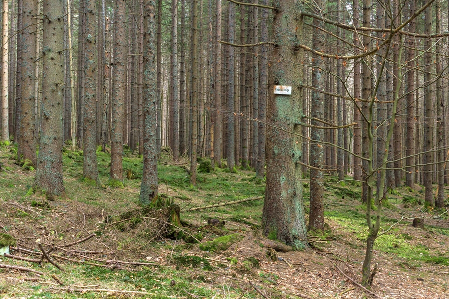 Fichten_02