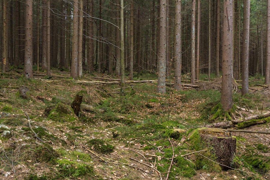 Fichten_03