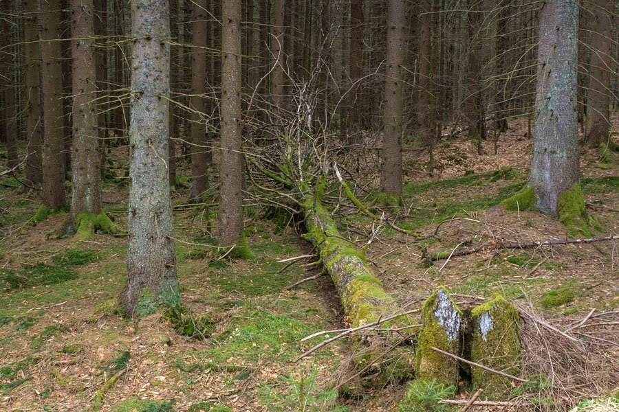 Fichten_07