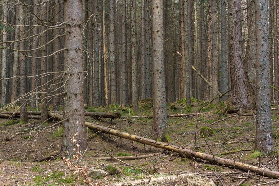 Fichten_08