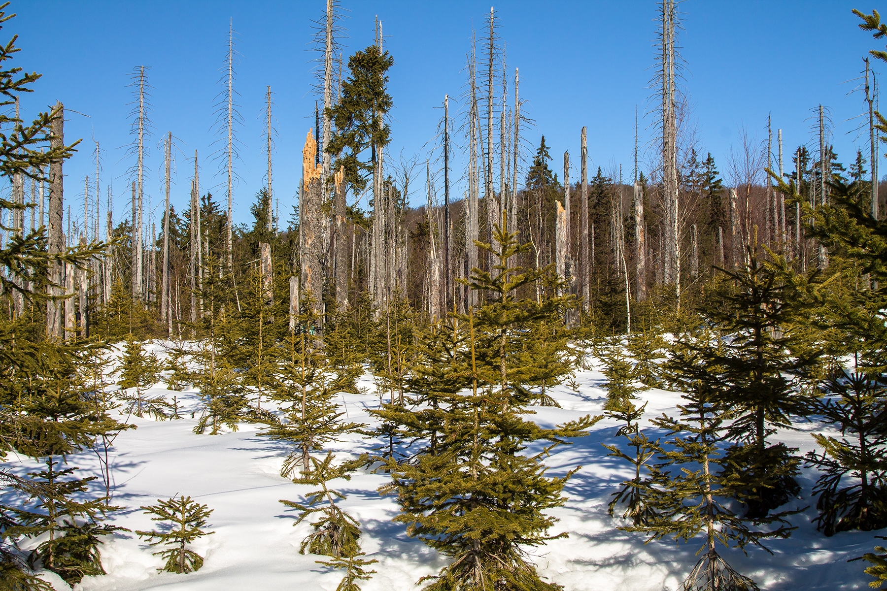 Junger Moorwald am Filzbach