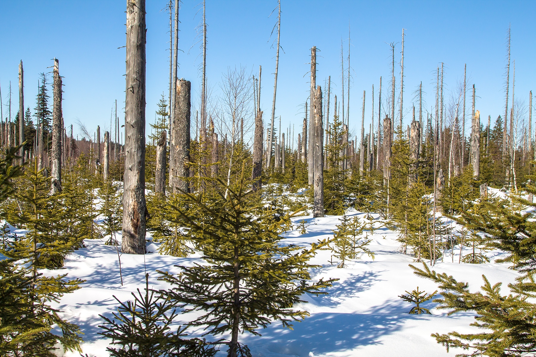 Junger Moorwald am Filzbach