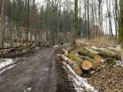 Gefällte 100 Jahre alte Buchen nahe Baxmannbaude