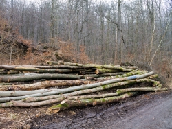 Gefällte Altbuchen nahe Baxmannbaude