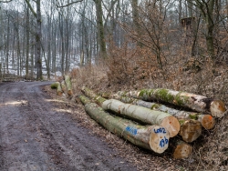 Gefällte Buchen und Fichten nahe Baxmannbaude