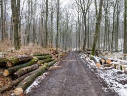 Gefällte Buchen nahe Baxmannbaude