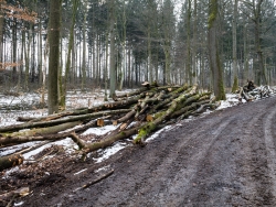 Gefällte Buchen nahe Baxmannbaude