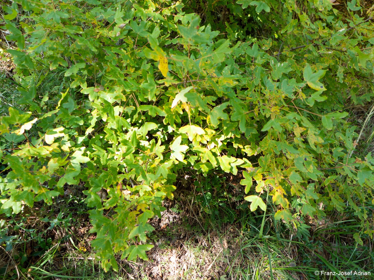 Acer_monspessulanum