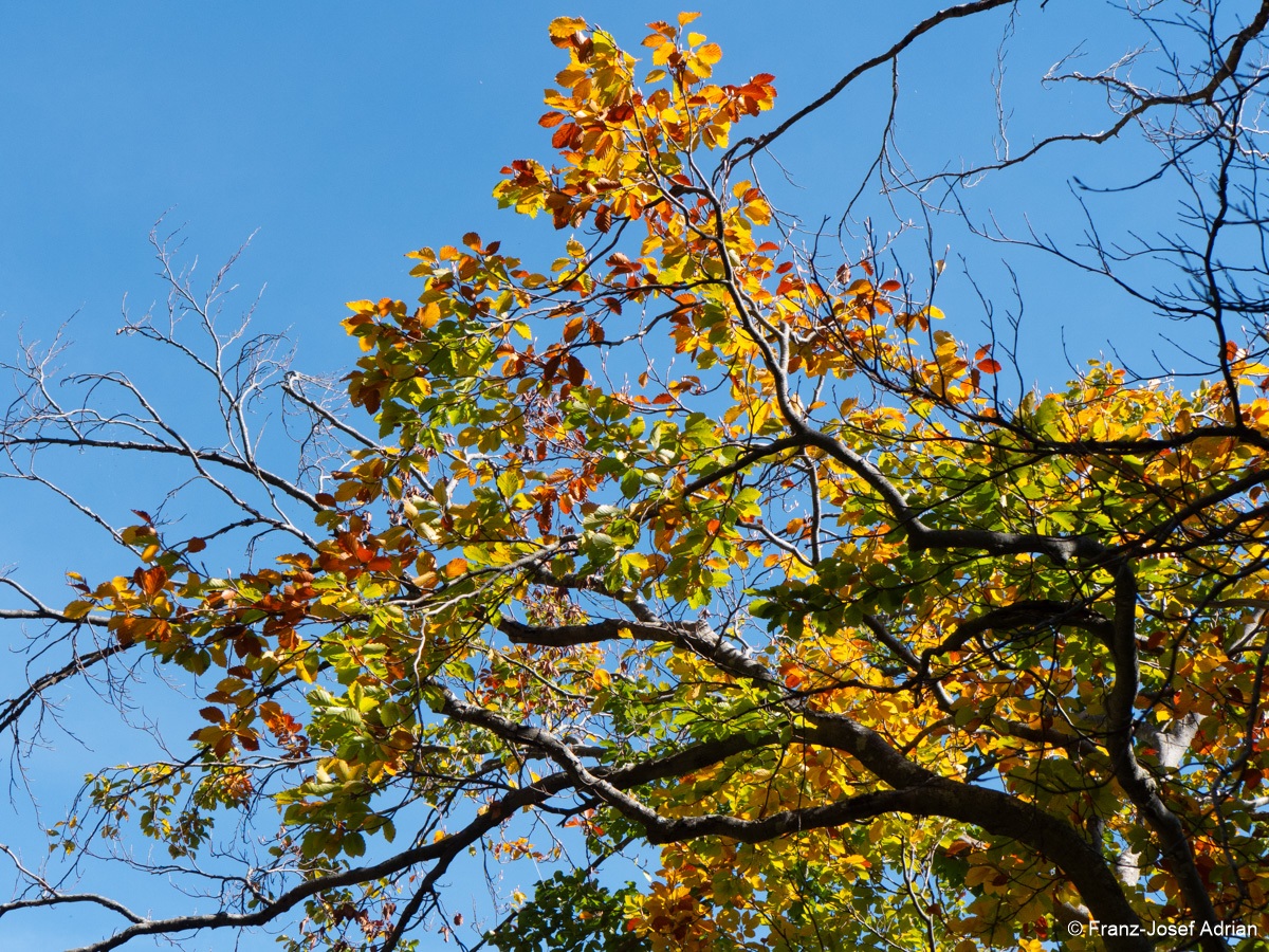 Buchen_Fonte_Avellana-5