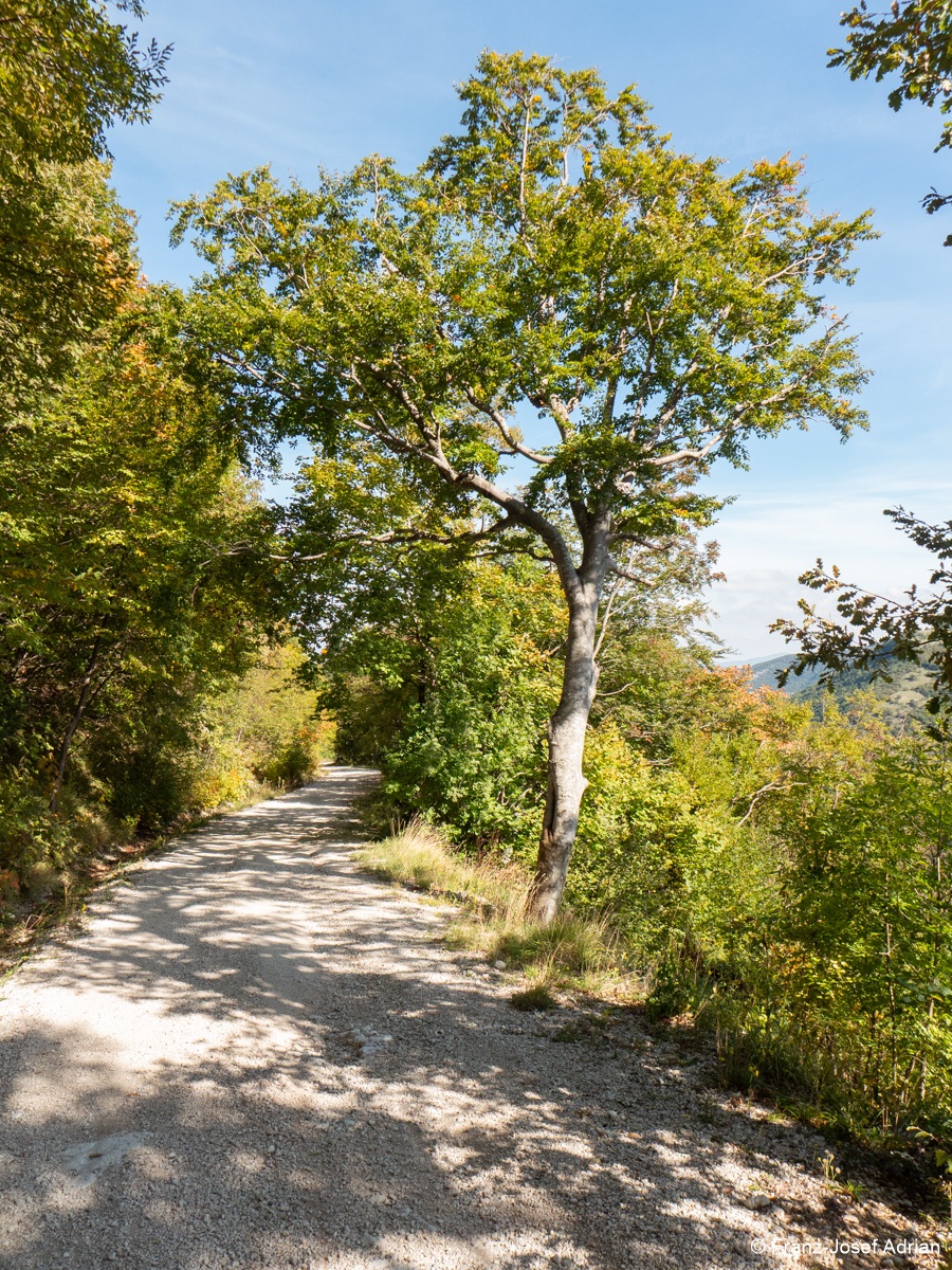 Buchen_Fonte_Avellana-6
