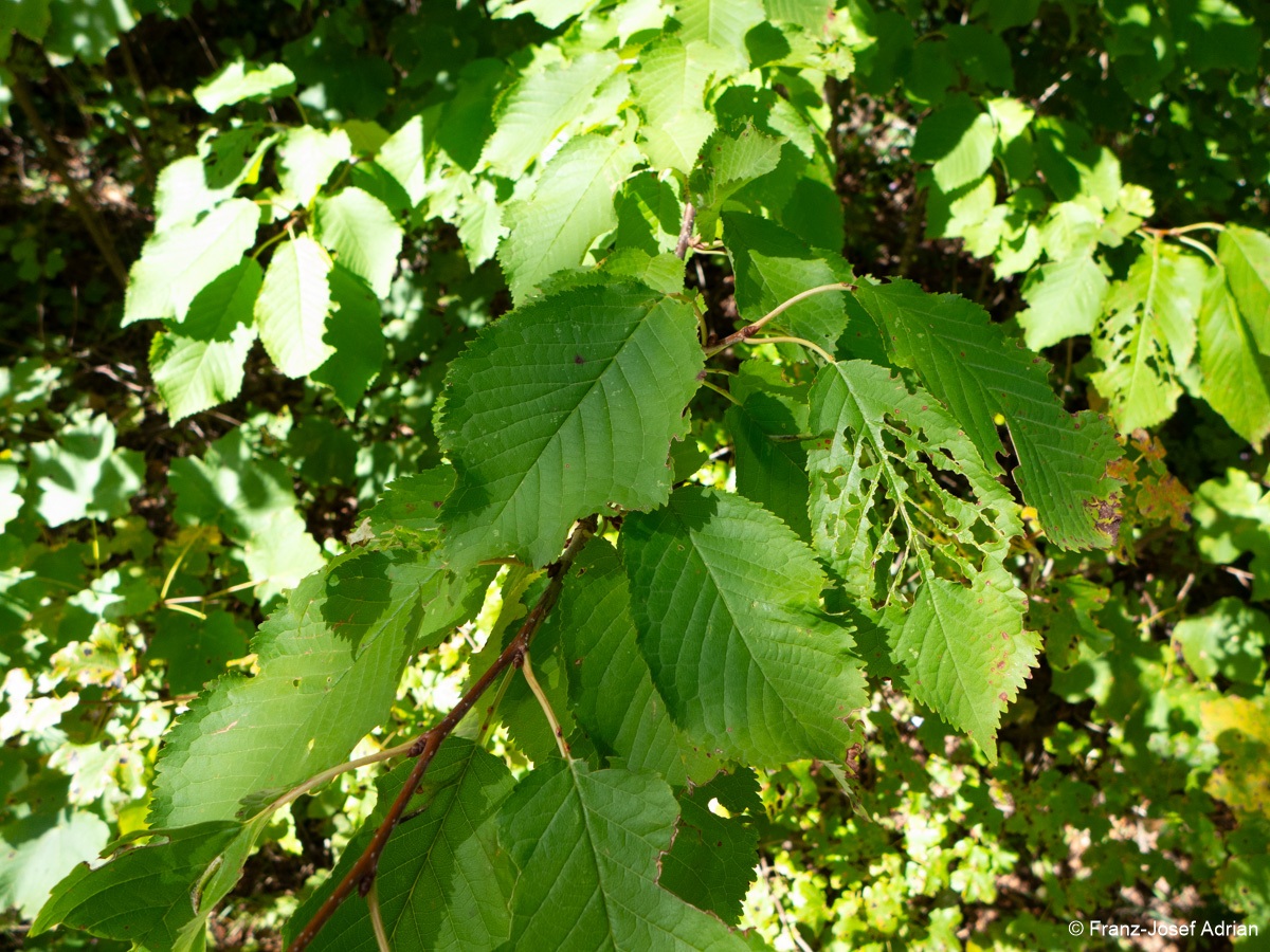 Prunus_avium