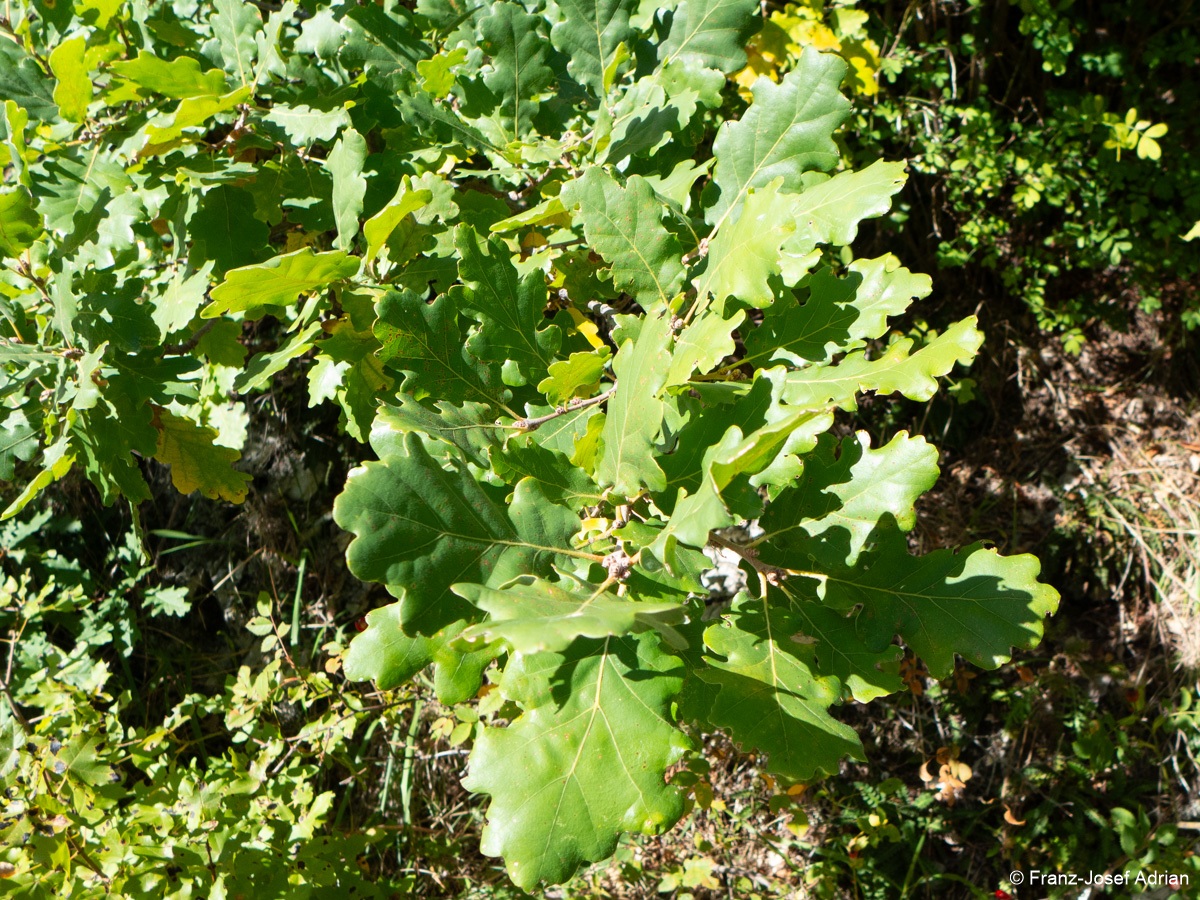 Quercus_petrea