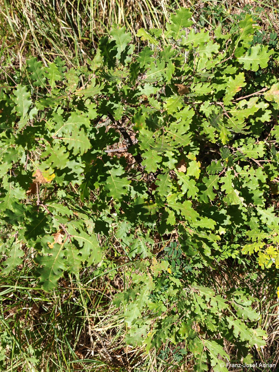 Quercus_pubescens
