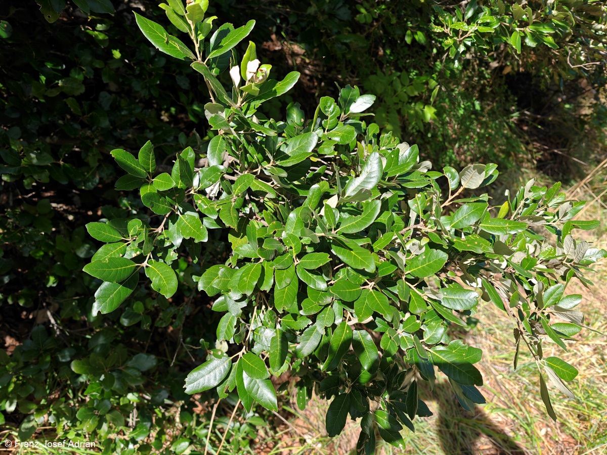 Steineichen_Fonte_Avellana-1
