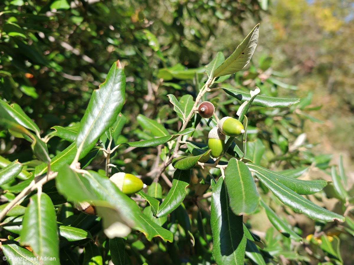 Steineichen_Fonte_Avellana-3