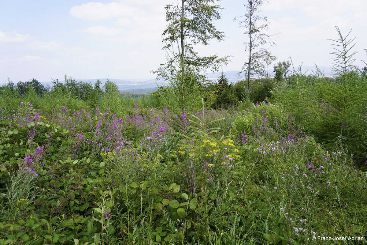 Forst_Suentel-1