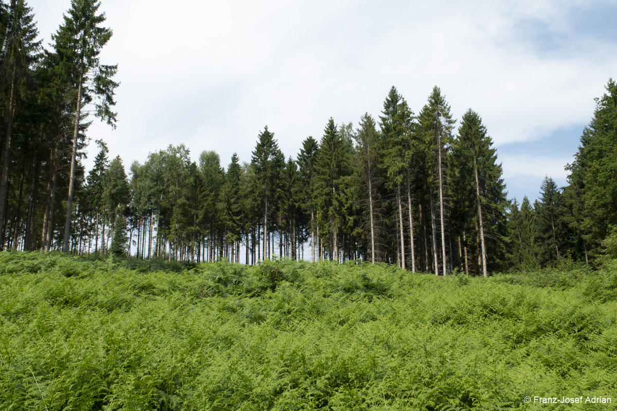 Forst_Suentel-2