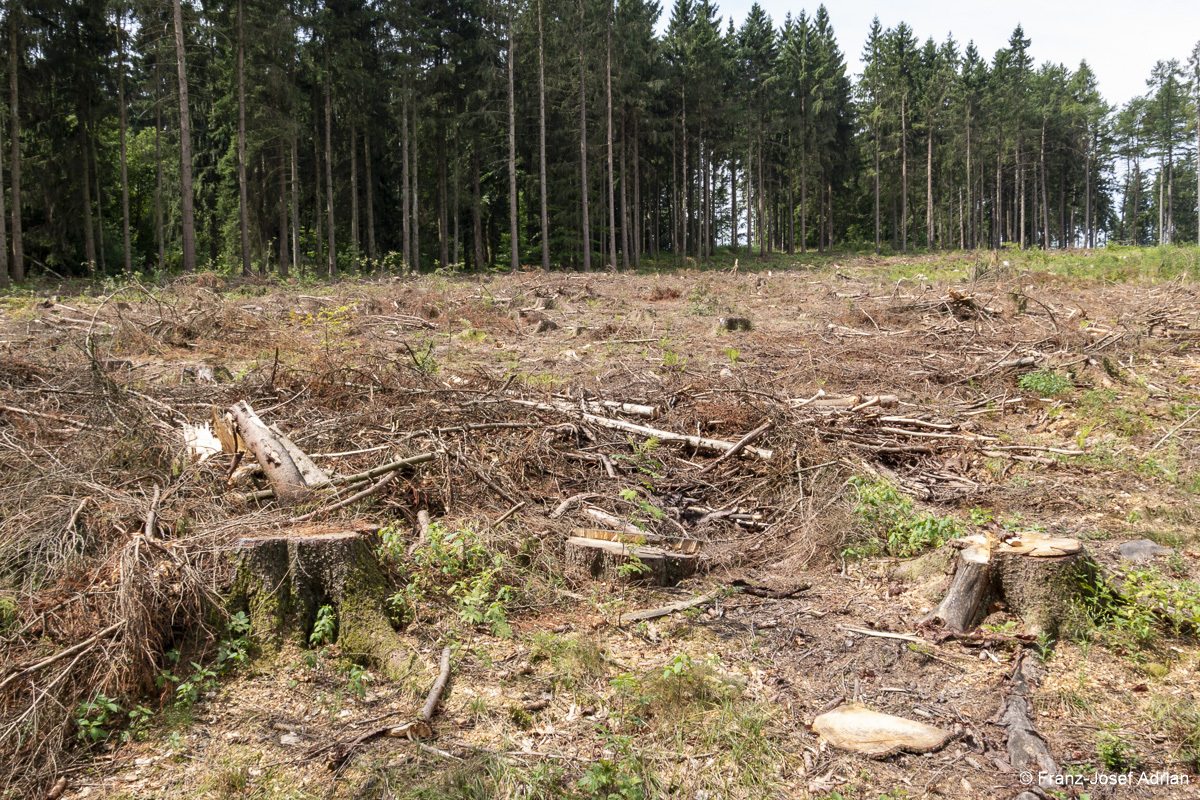 Forst_Suentel-3