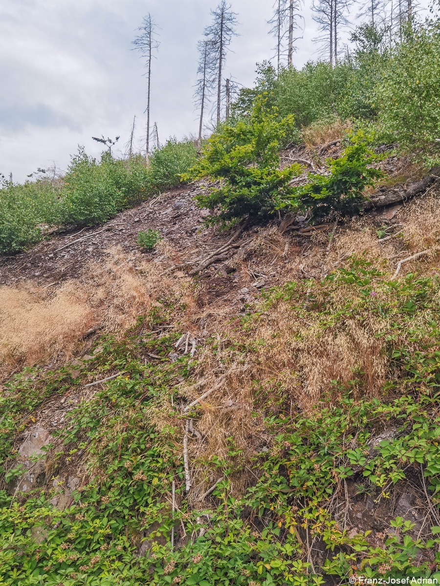 Ilsenburg_Landeswald-12