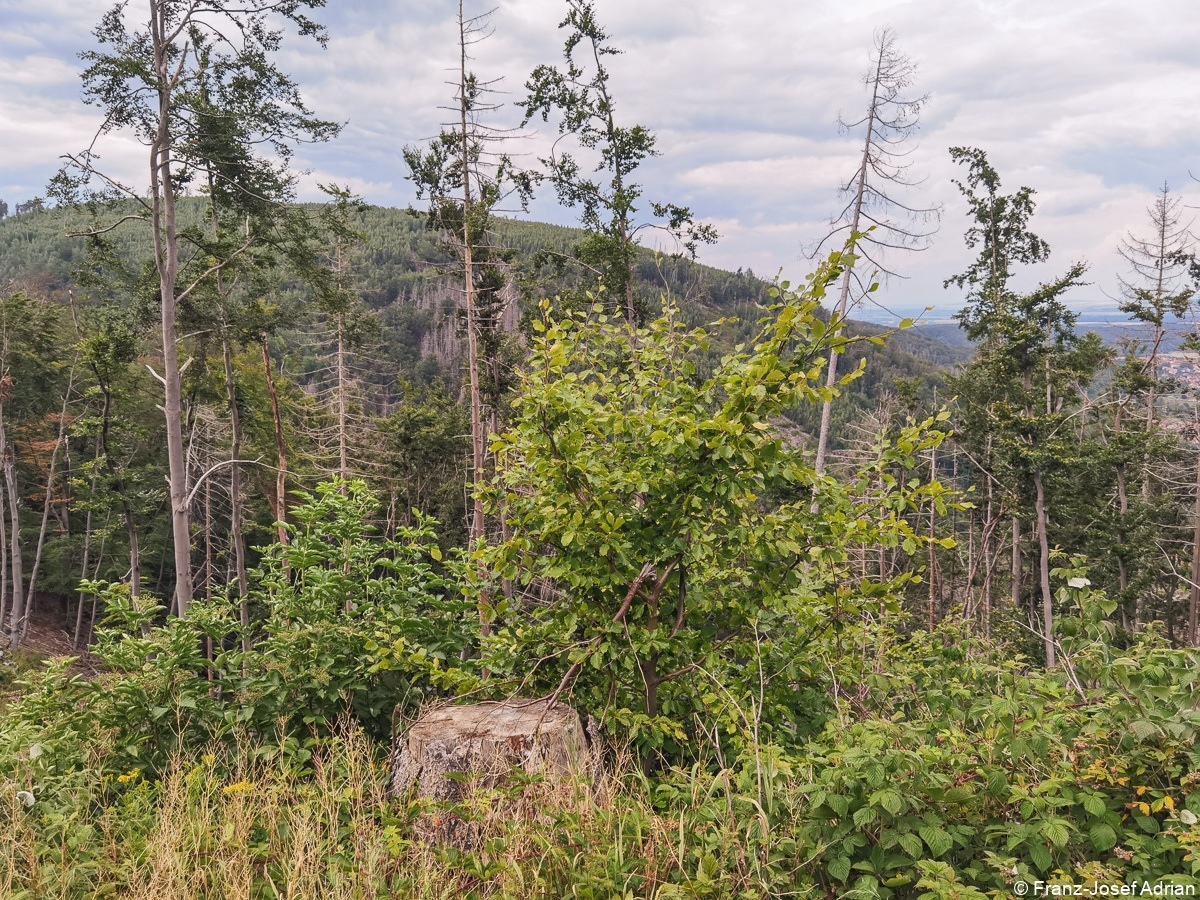 Ilsenburg_Landeswald-15