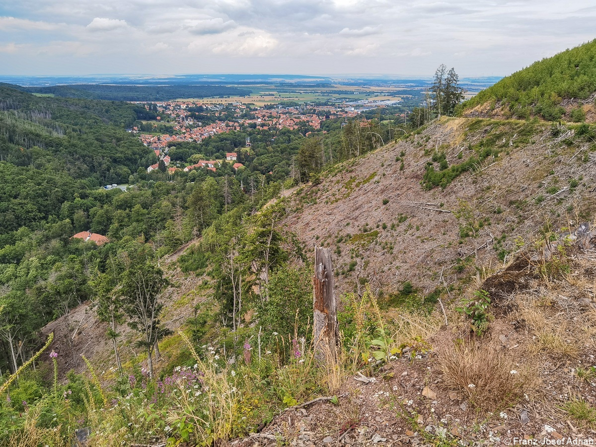 Ilsenburg_Landeswald-4