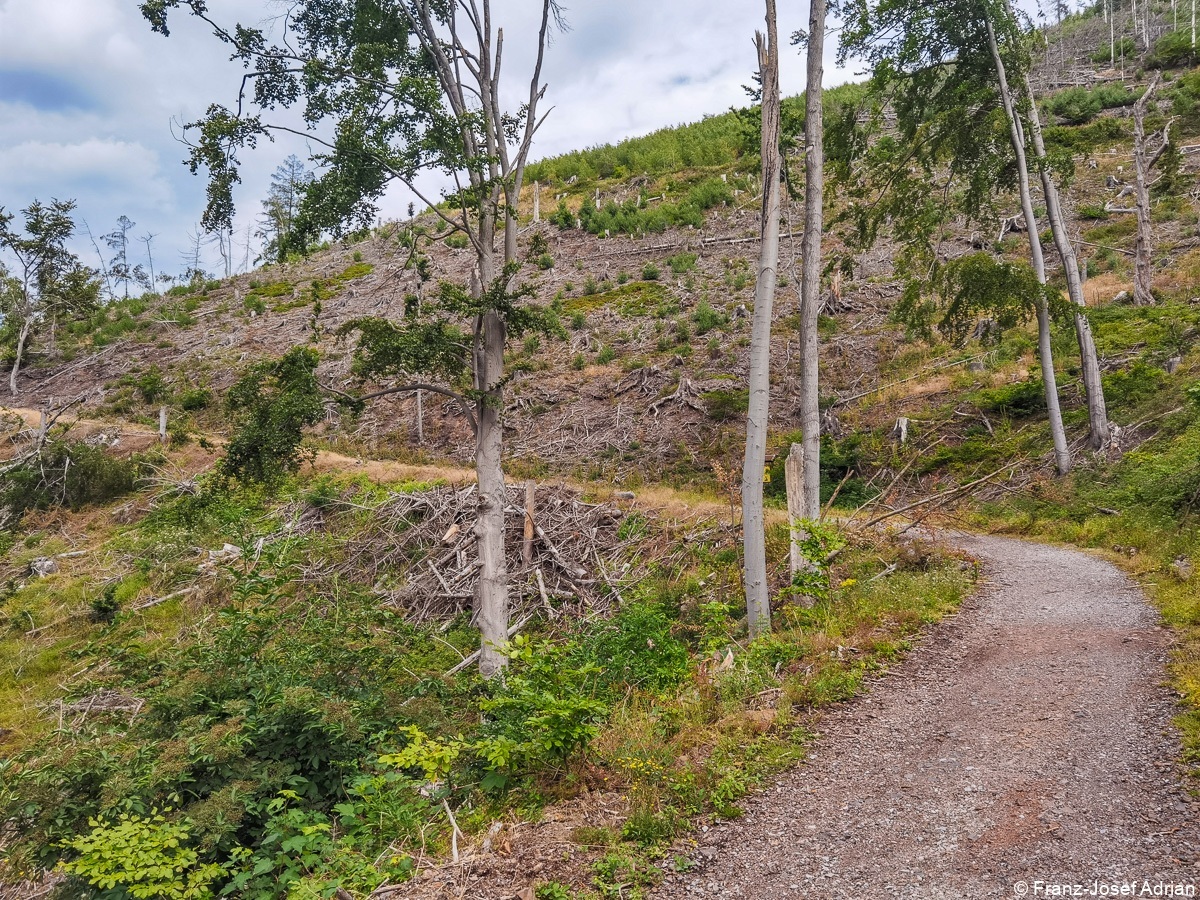 Ilsenburg_Landeswald-5