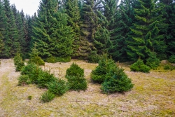 Lichtung mit verbissenen Jungfichten