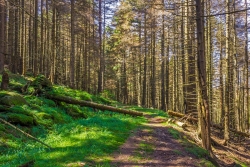 Forstweg zum Holzlagerplatz, Blickrichtung Westen
