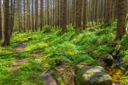 Kellbeckbach am Holzlagerplatz, Blickrichtung Osten