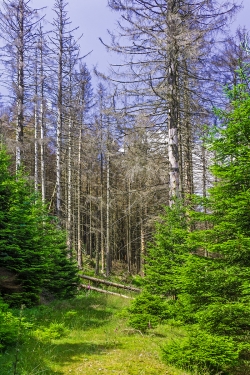 alter Forstweg nach Corneliaklippen