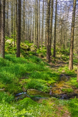 am Ende des Forstwegs: der Kellbeckbach