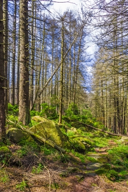 Einstieg in den mittleren Abschnitt zwischen den beiden liegenden Baumstämmen
