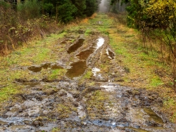 vernässte und verschlammte Rückegasse im Douglasienwald