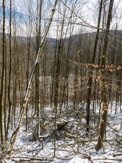 Buchenplantage