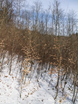 Buchenplantage