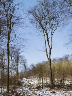 im Hintergrund rechts Buchenplantage