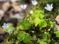 Waldsauerklee (Oxalis acetosella)